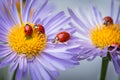 Ladybugs on camomile