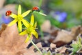 Ladybugs (Coccinella) on yellow flower Royalty Free Stock Photo