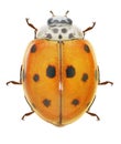 Ladybugs. Color variation of Harmonia axyridis