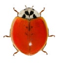 Ladybugs. Color variation of Harmonia axyridis