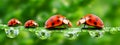 Ladybugs family. Royalty Free Stock Photo