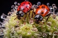 ladybugs feeding on aphids