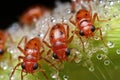 ladybugs feeding on aphids
