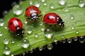 ladybugs feeding on aphids