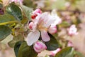 Ladybugs on a flower apple trees