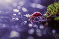 Ladybugs on flowers with colored backgrounds