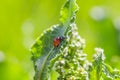 Ladybugs on Flowers Rumex confertus Russian dock of horse sorrel close-up. Collecting medicinal herbs in summer in