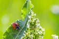 Ladybugs on Flowers Rumex confertus Russian dock of horse sorrel close-up. Collecting medicinal herbs in summer in