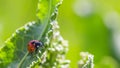 Ladybugs on Flowers Rumex confertus Russian dock of horse sorrel close-up. Collecting medicinal herbs in summer in
