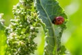 Ladybugs on Flowers Rumex confertus Russian dock of horse sorrel close-up. Collecting medicinal herbs in summer in