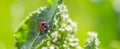 Ladybugs on Flowers Rumex confertus Russian dock of horse sorrel close-up. Collecting medicinal herbs in summer in
