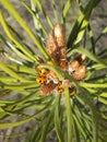 Ladybugs gather on top of a young pine tree on a Sunny day