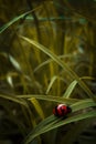 ladybugs are gentle creatures and they are harvested for organic pest control.calming nature background with yellow grass.