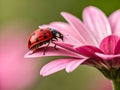 Ladybugs Graceful Moment on a Pink Petal Royalty Free Stock Photo