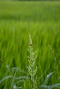 Ladybugs on grass leaves, blurred background Royalty Free Stock Photo