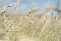 Ladybugs on grass at edge of field under bright blue sky Royalty Free Stock Photo