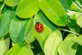 Ladybugs on the green leaf Royalty Free Stock Photo