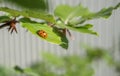 Ladybugs on green leaf, close-up Royalty Free Stock Photo
