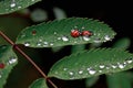 Ladybugs on a green leaf with dew drops in the morning Royalty Free Stock Photo