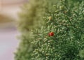 Ladybugs on green leaves of juniper Royalty Free Stock Photo