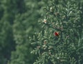 Ladybugs on green leaves of juniper Royalty Free Stock Photo