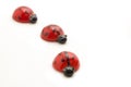 Ladybugs isolated on white Royalty Free Stock Photo
