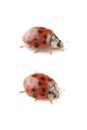 Ladybugs isolated on white Royalty Free Stock Photo