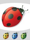 Ladybugs