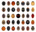 Ladybugs, ladybird beetles Royalty Free Stock Photo