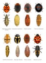 Ladybugs, ladybird beetles