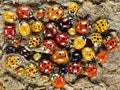 Ladybugs ladybirds Coleoptera: Coccinellidae. Adults. Color biodiversity Royalty Free Stock Photo