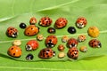 Color biodiversity of ladybirds on green leaf Royalty Free Stock Photo