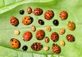 Ladybirds on green leaf