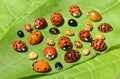 Color biodiversity of ladybirds Royalty Free Stock Photo