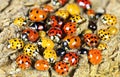 Color biodiversity of ladybirds Royalty Free Stock Photo