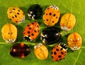 Color biodiversity of ladybirds on green leaf Royalty Free Stock Photo