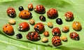 Color biodiversity of ladybirds Royalty Free Stock Photo