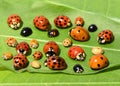 Color biodiversity of ladybirds Royalty Free Stock Photo