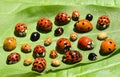 Ladybirds on green leaf