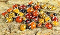 Ladybugs ladybirds Coleoptera: Coccinellidae. Adults. Color biodiversity Royalty Free Stock Photo