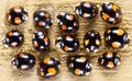 Ladybugs Harmonia axyridis. Color biodiversity