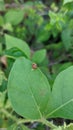 Ladybugs on leaf tips Royalty Free Stock Photo