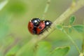 Ladybugs love on a branch Royalty Free Stock Photo