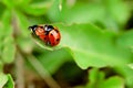 Ladybugs in love - macro shot, depth of field Royalty Free Stock Photo