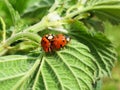 Ladybugs make love Royalty Free Stock Photo