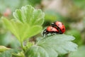 Ladybugs making love Royalty Free Stock Photo