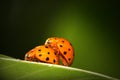 Ladybugs mating