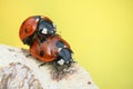 Ladybugs mating on branch on background Royalty Free Stock Photo