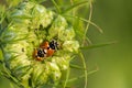 Ladybugs Mating inside a Green Flower Royalty Free Stock Photo