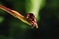 The ladybugs mating Royalty Free Stock Photo